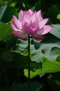 2018-7-21　不忍池　蓮の花