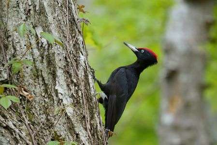 突然飛んできました！