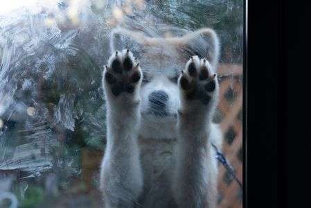 秋田犬のむさし君#1