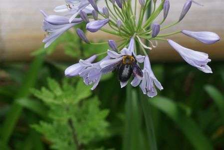 クマンバチの飛行　ならぬ　嗜好