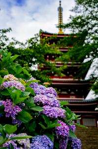 紫陽花と五重塔