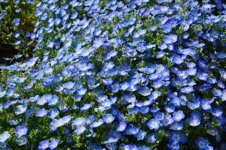 青いじゅうたん