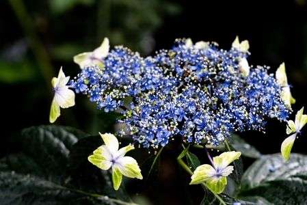 彩りあるガクアジサイ