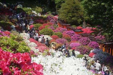 つつじ@根津神社