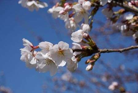 ミラーレスデビューです。