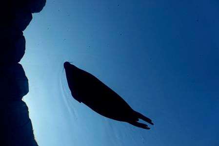 空飛ぶアザラシ