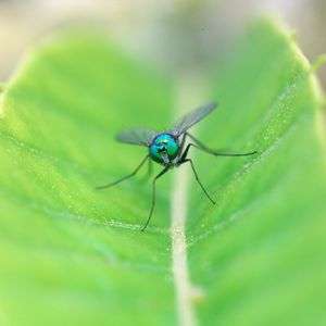 今年のは・・やけにちっこい(^^;