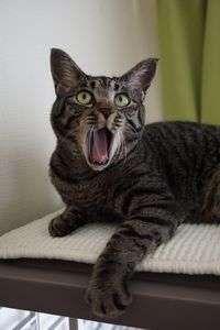 うちの次男坊です^^；