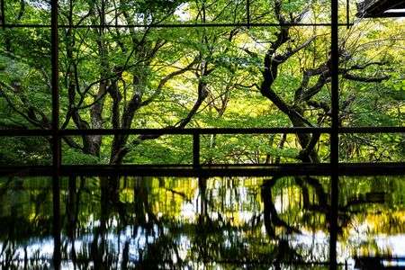 瑠璃光院・机もみじ