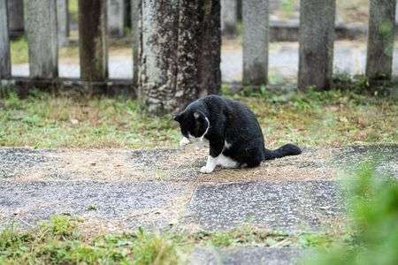 伏見稲荷大社のにゃんこ