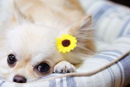 チワワのふうこ♪