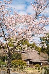 穏やかな春の日