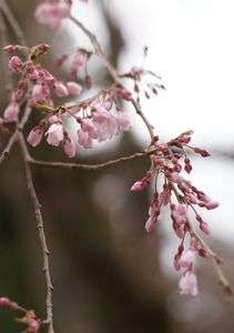 塩竈神社のさくら。