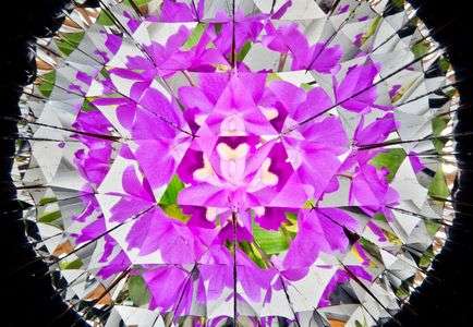 神代植物公園の花たち(1)