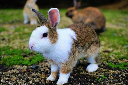 ウサギおいし～♪