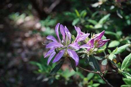 つつじ（六義園）