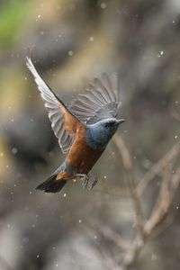 #イソヒヨドリ#