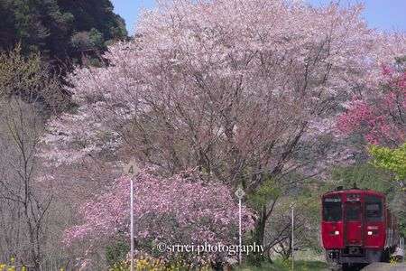 サクラと列車