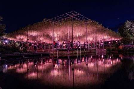 あしかがフラワーパーク