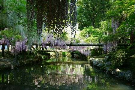 藤（in 春日大社→要素ないですけど…）