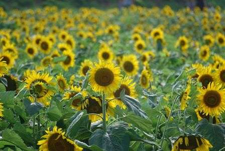 センターはわたし