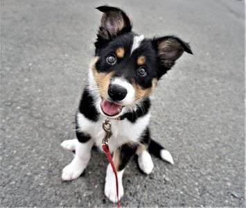 家に迎えてすぐの頃