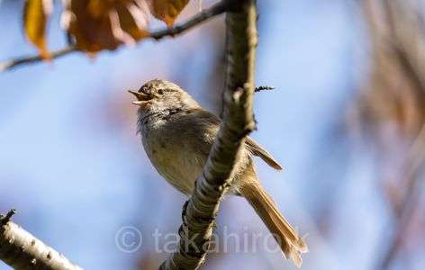 やっと顔出してくれました