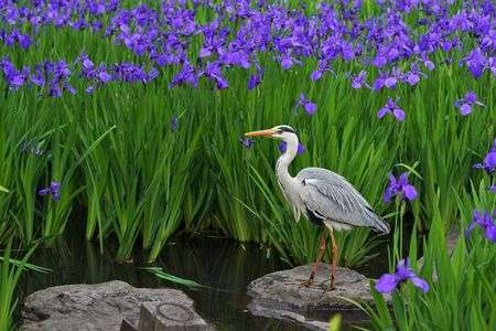 燕子花＠臨時休館直前の根津美術館