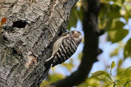 根津美術館庭園のコゲラくん