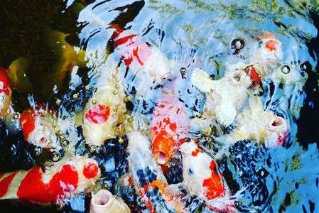 にぎやかな朝食