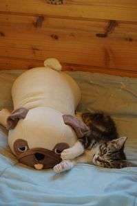 にゃんと＆アポ