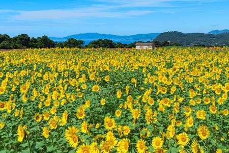 諫早の海とひまわり