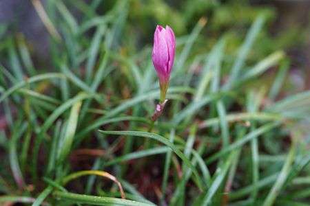 ゼフィランサスの蕾