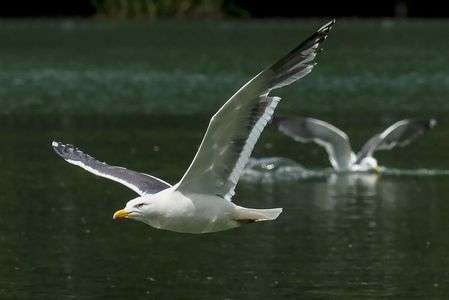 中島公園のカモメ2018/05/30