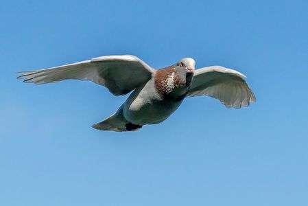 中島公園のハト2018/05/26