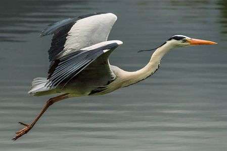 中島公園のアオサギ2018/05/11