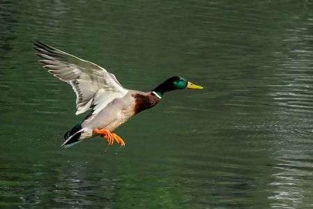 中島公園のマガモ2018/05/07