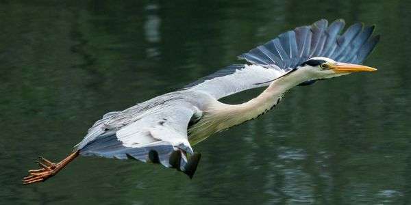 中島公園のアオサギ2018/05/11