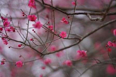 満開までもう少し