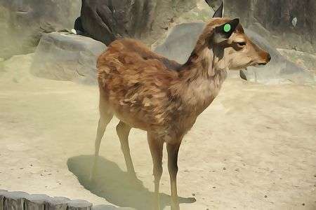 鹿　ピクチャーエフェクトがなんだったか忘れた