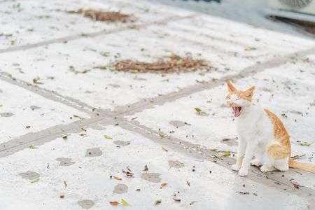 ニーーーャーーーンーーー