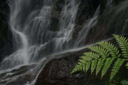 滝のそばに育つ