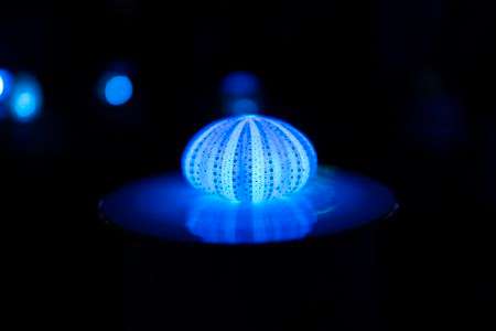 和のあかり x 百段階段2018