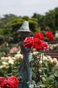 初めてのマクロレンズとα58