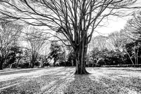 公園の落葉樹
