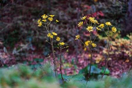 咲き残りのツワブキ