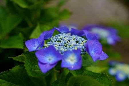 開成町あじさい祭り。