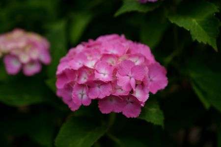 開成町あじさい祭り。