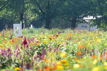 花畑とシャボン玉