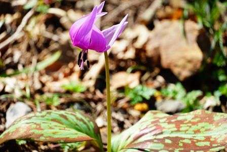 カタクリの花